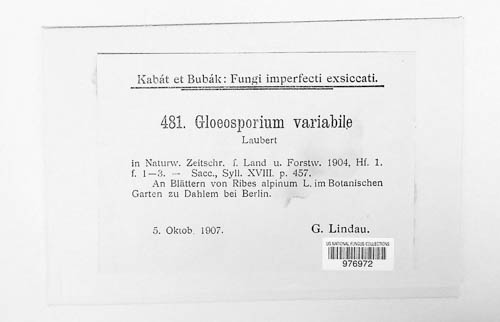 Gloeosporidiella variabilis image